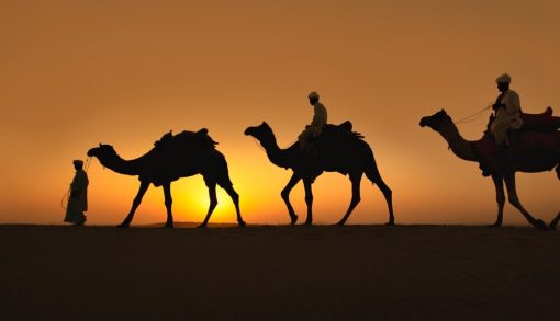 Dromedare in der Wüste